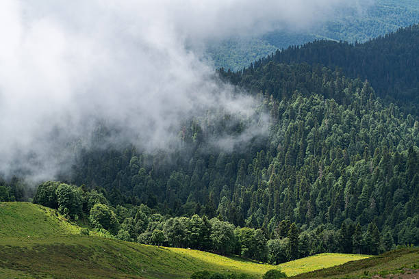 istock Mist Shrouded Forest Hillside With Sunlit Meadow And Rolling Green Slopes 2245981822