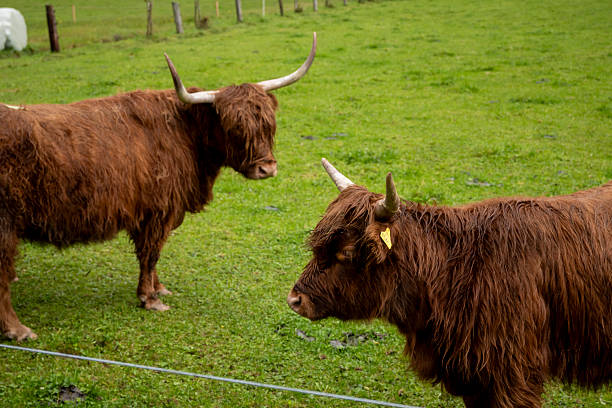 Scottish highland cattle in a field in the Scottish Highlands.