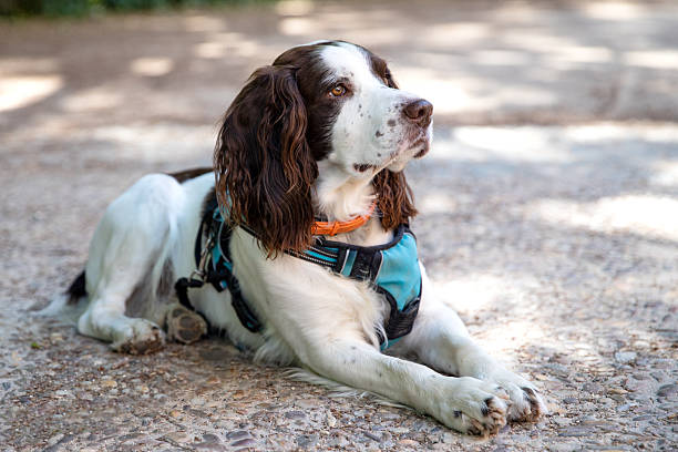 istock Beautiful English Springer Spaniel in a park 2245982164