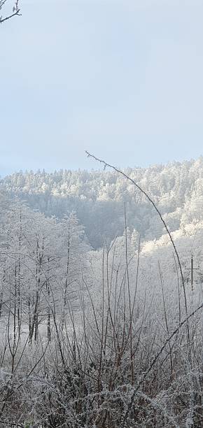 istock Magical white frost forest, winter hiking in Alsace 2245982577