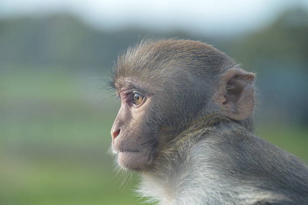 Side Profile of a Young Rhesus Macaque in Natural Light at Longleat UK