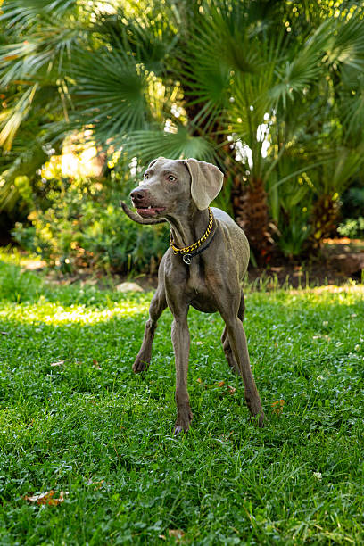 istock Silver Weimaraner in the fresh air. Dog waiting for the owner is command 2245983945