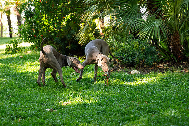 Two Weimaraner dogs play on grass in park