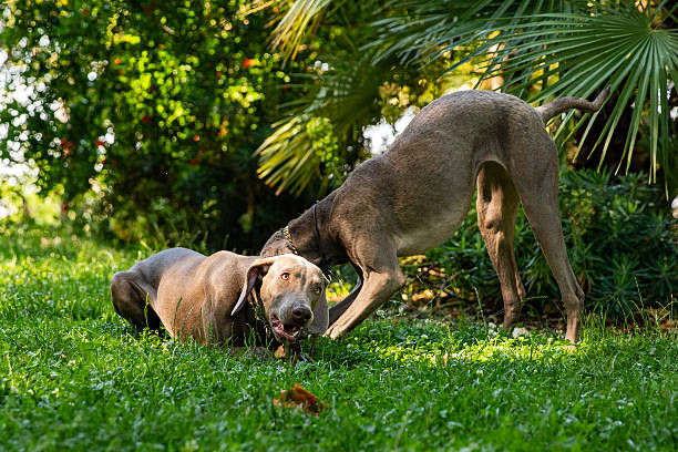 istock Weimaraner dogs playing and standing on green lawn 2245983975