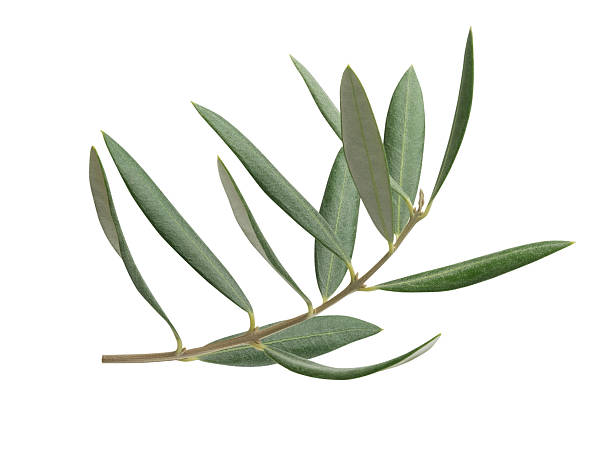 istock Olive branch with fresh green leaves isolated on white. 2245984058