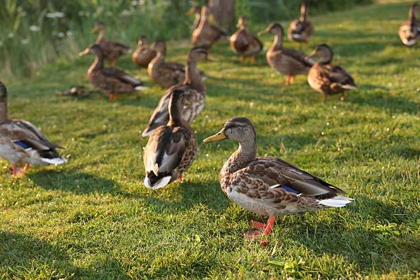 istock Many ducks walking on green grass outdoors 2245984186