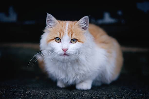Portrait of cute kitten sitting outdoors and looking curious at camera. Horizontal image with selective focus.