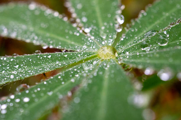 Green Leaves Covered With Many Water Droplets Macro
