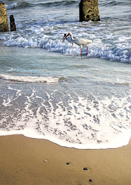 Close up seascape in Sarasota, Florida