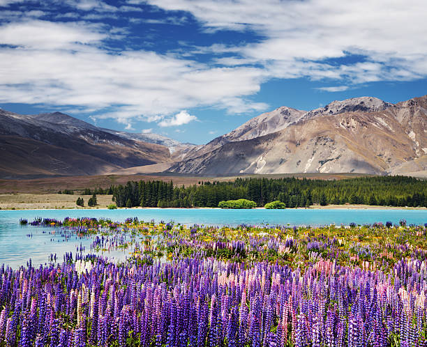 Mountain landscape with flowering lupins, lake Tekapo, New Zealand