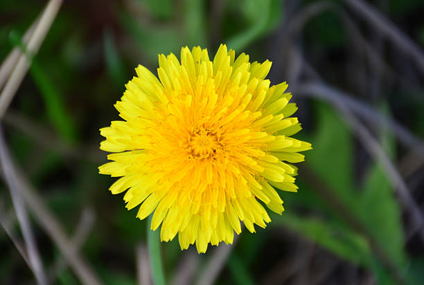 Very close up Common Dandelion