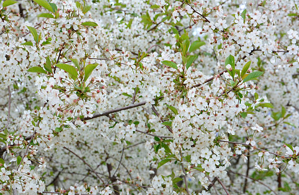 istock a background of White Cherry Blossoms in Full Bloom 2245988671