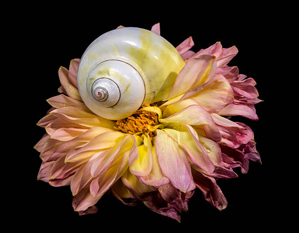 Dramatic macro still life of a pearlescent white and yellow spiral seashell centered on a large pink and gold Dahlia bloom against a black background