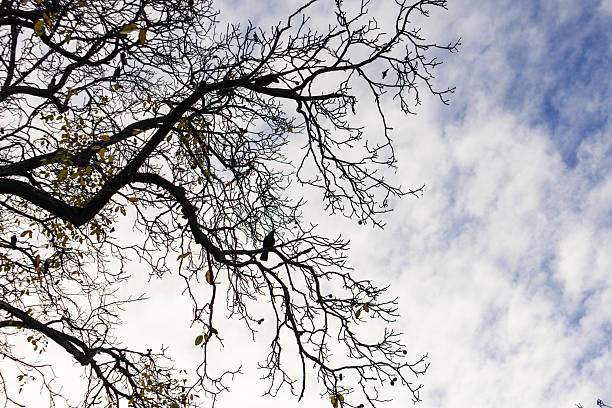 Silhouetted tree branches with a perched crow and scattered autumn leaves in vojan gardens, prague, against a cloudy sky