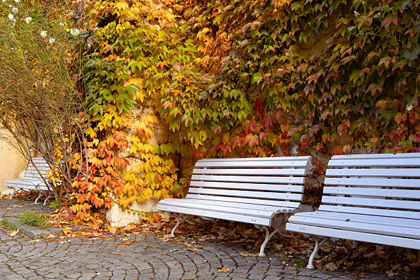 Empty wooden bench covered with leaves in autumn.