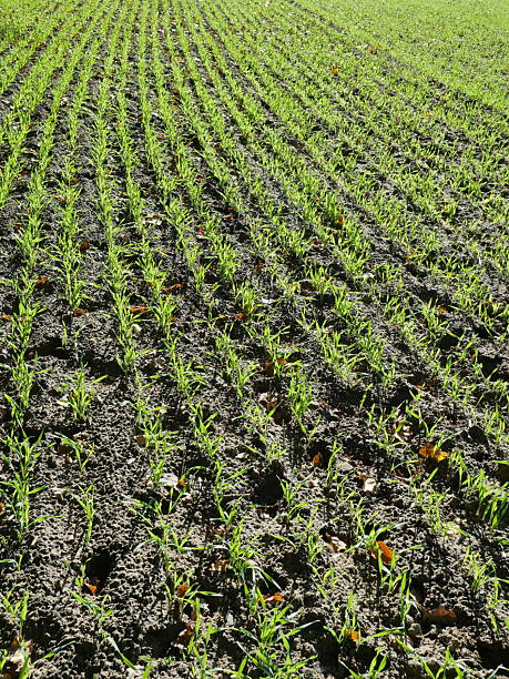 istock Young winter barley field in straight rows in autumn 2245991072