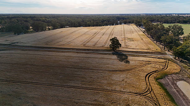 Afternoon sunlight shining on a rural paddock in regional New South Wales