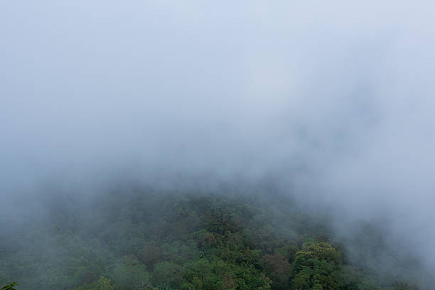 istock Rainforest with fog cover. nature landscape background 2245993603