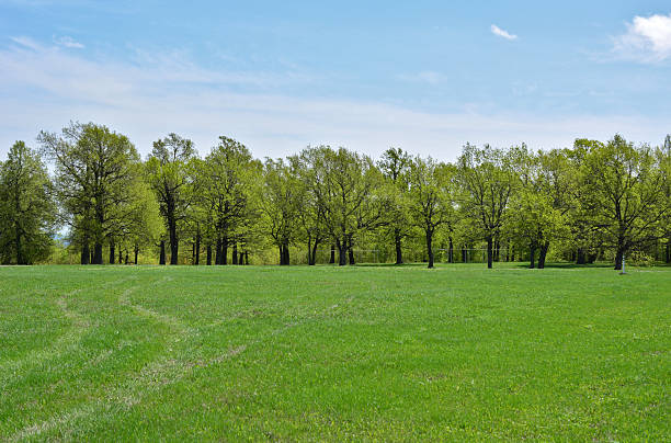 istock Lush Green Meadow Bordered by a Forest Under a Blue Sky summer background 2245994450