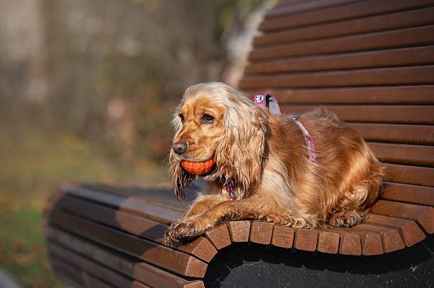 istock Cocker Spaniel dog Lying on a Bench  in autumn park. 2245994657