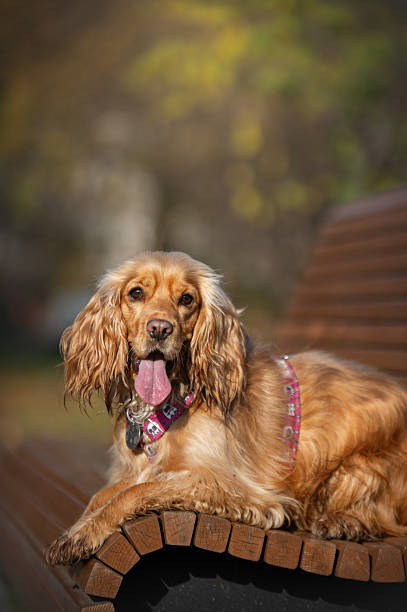 istock Cocker spaniel dog on a bench in an autumn park. 2245994675