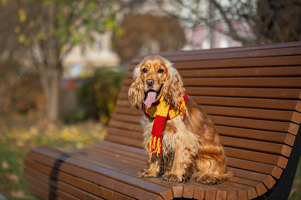 Cocker spaniel with a red and yellow scarf sitting on a wooden bench outdoors, autumn park background.