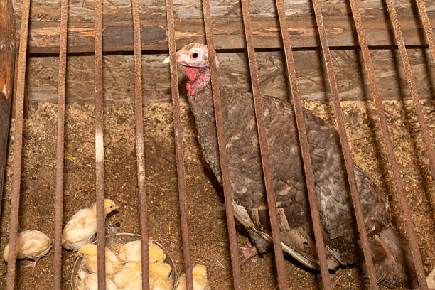 Turkey with chickens in a pen on a farm