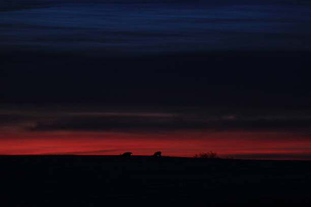 In the hills during sunrise, some deer appear on the hills, and then retreat at night.