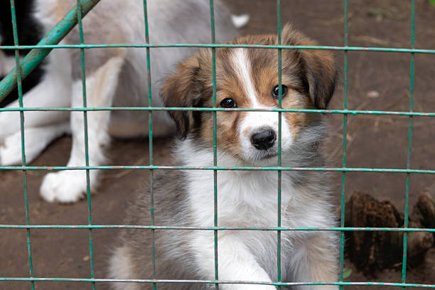 Border Collie puppies in an aviary on a farm on a summer day