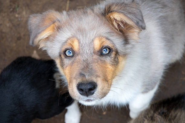 A border collie puppy looks with beautiful and devoted eyes
