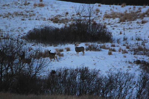 istock Deer in the sunrise and in the evening. 2245996987