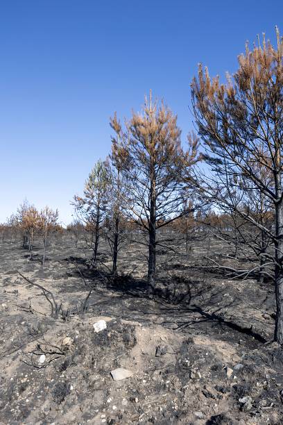 istock Forest fire aftermath showing charred trees and burnt landscape 2245997114