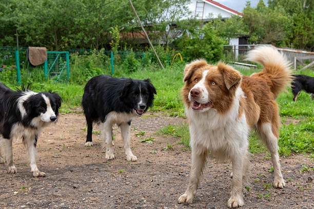 Blue merle border collie in the middle of exercise - holding an object and looking at the handler's hand for release cue.
