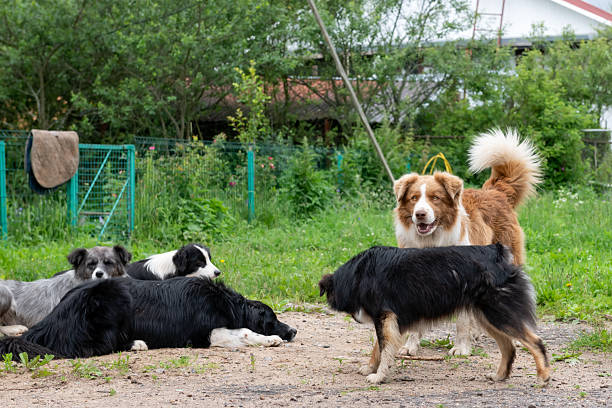 Border Collie dogs on a farm on a summer day