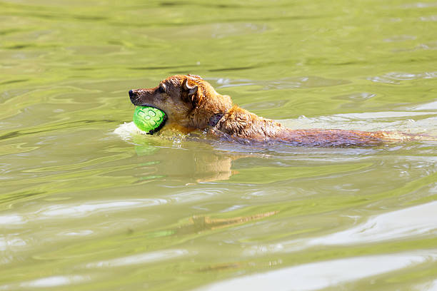 A swimming brown dog with a toy in its mouth.