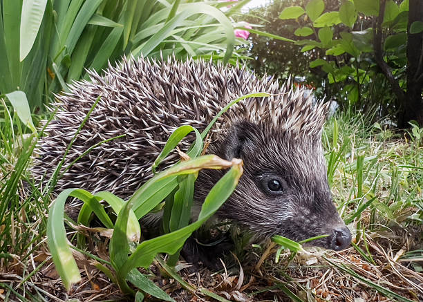 A tiny hedgehog, all curled up on green grass, looks adorable. A little hedgehog is having fun playing in the grass.