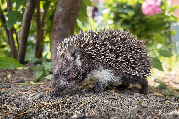A little hedgehog walks, sniffs, and looks for food under a rose bush.