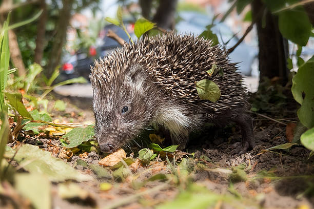 istock Young hedgehog (Erinaceus europaeus) in autumn looking for food. 2245998153