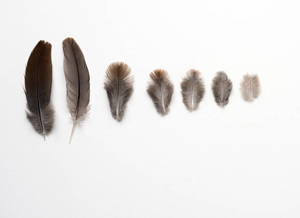 istock Row of Different Sizes of Song Sparrow Feathers 2245998346