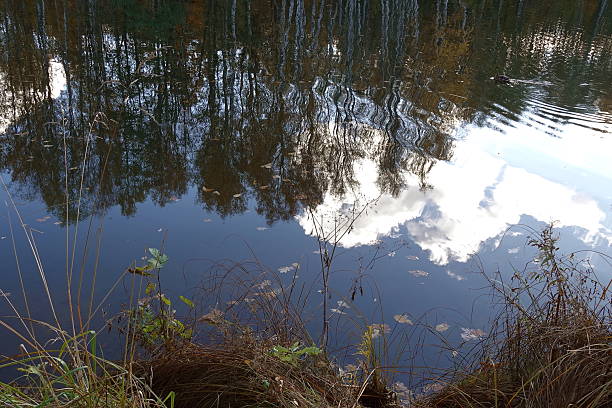 istock Golden autumn. Reflections in a forest lake. 2245998359