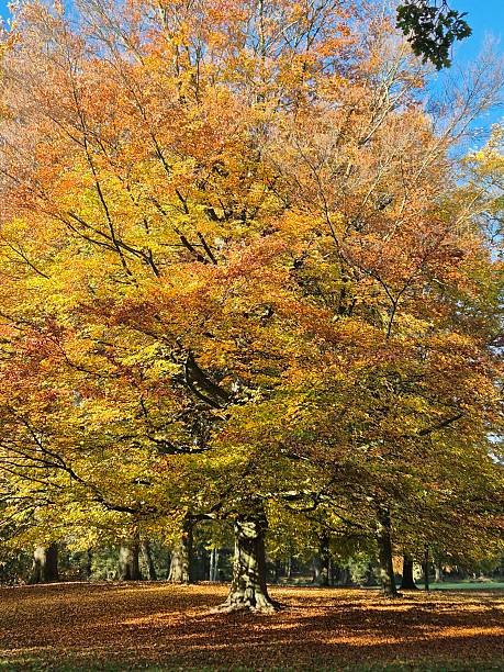 istock Trees changing color in public park in Rotterdam, Netherlands, during fall or autumn 2245999563