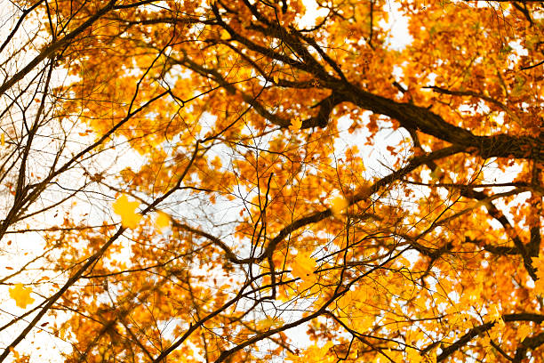 istock Bright orange autumn leaves rustling in the breeze on a clear day 2245999762