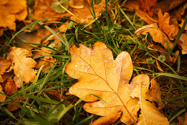 Bright orange and yellow leaves lay scattered on the ground, glistening with dew droplets. Fresh green grass surrounds them, indicating a peaceful autumn day in a garden.