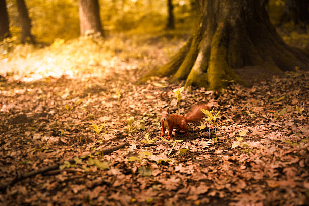 A small, curious squirrel moves through a forest filled with fallen leaves. Sunlight filters through the trees, creating a warm and peaceful atmosphere in the woods.