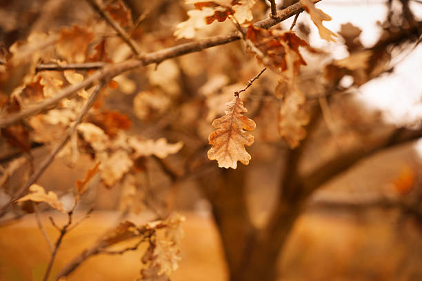 Golden and brown leaves hang gently from branches in a quiet park. The scene captures the calm beauty of autumn in the late afternoon light.
