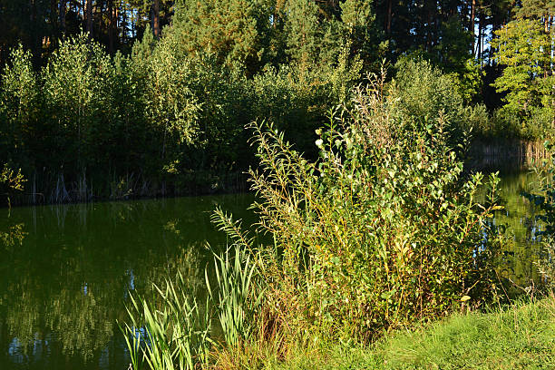 Serene Pond with Lush Greenery in sunset light