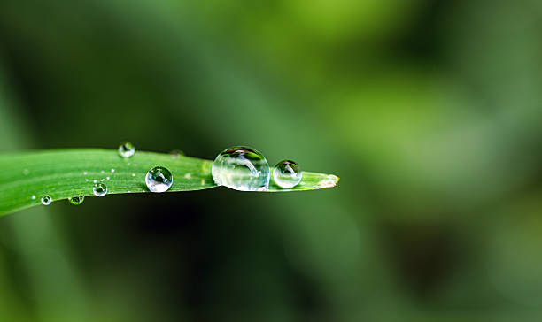 istock Macro image of water droplets on green leaf, dew drop 2246000872