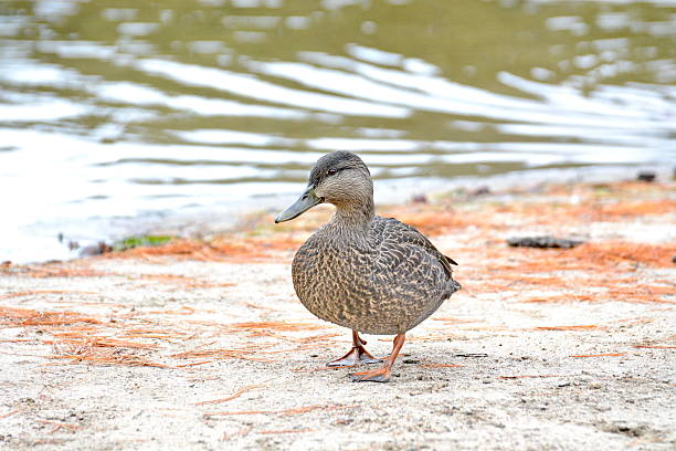 istock American black duck on a lake 2246001854