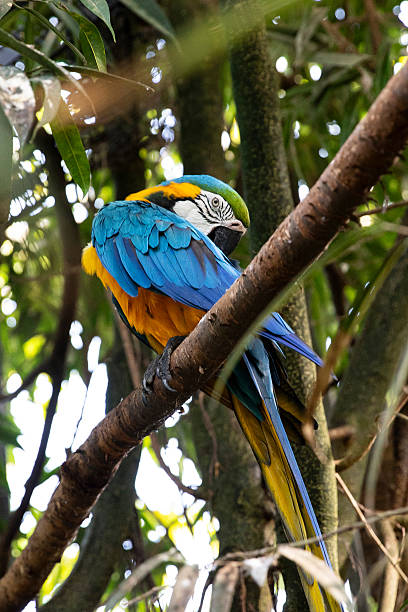 istock Colorful blue and yellow macaw parrot in tropical forest 2246004440