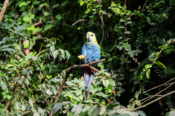 istock Exotic wildlife parrot feeding in tropical jungle 2246004513